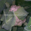 CF14 XJ no.4 75 days white cauliflower seeds, f1 hybrid cauliflower seeds